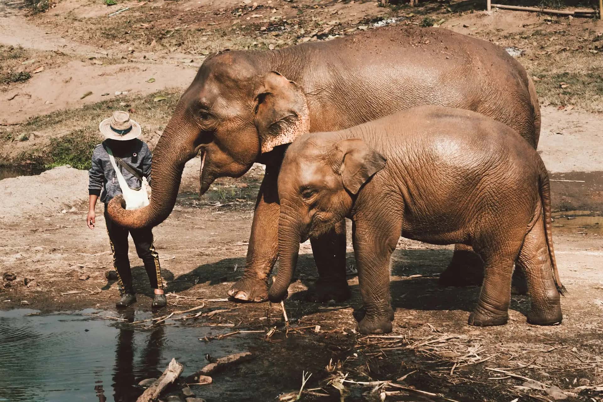 Sanktuaria Słoni (Chiang Mai) - popularna atrakcja turystyczna w Tajlandia