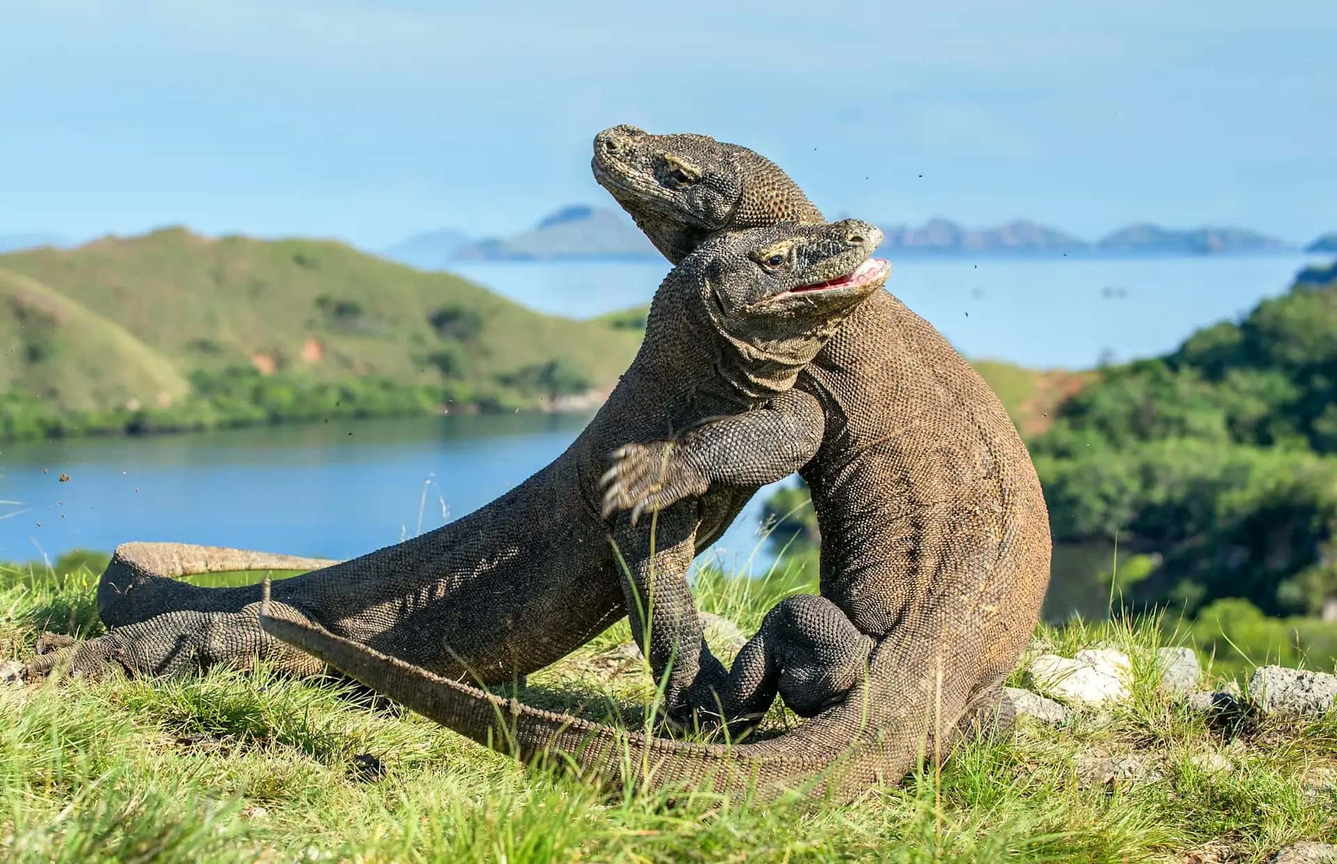 Park Narodowy Komodo - popularna atrakcja turystyczna w Indonezja