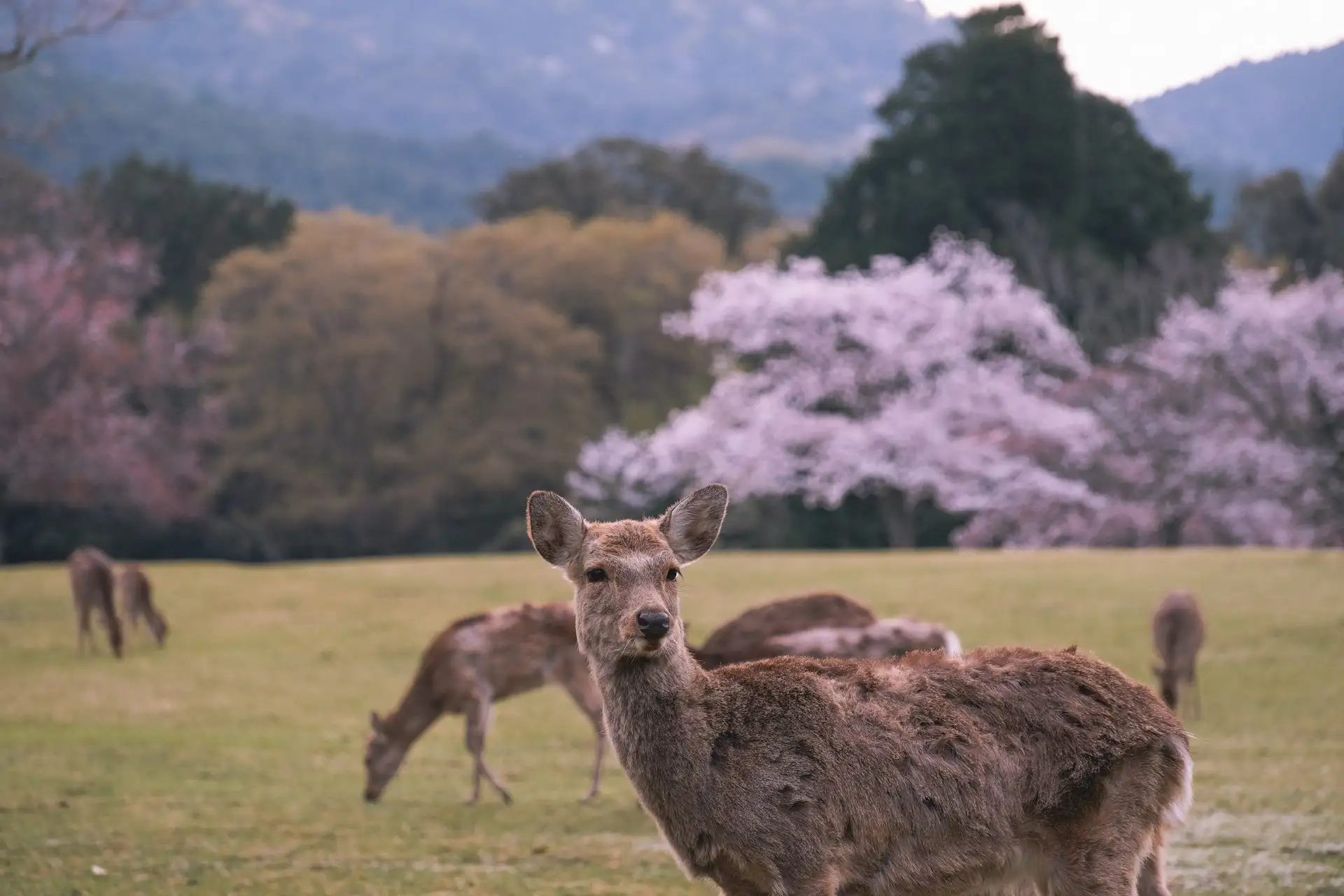 Park Nara - popularna atrakcja turystyczna w Japonia