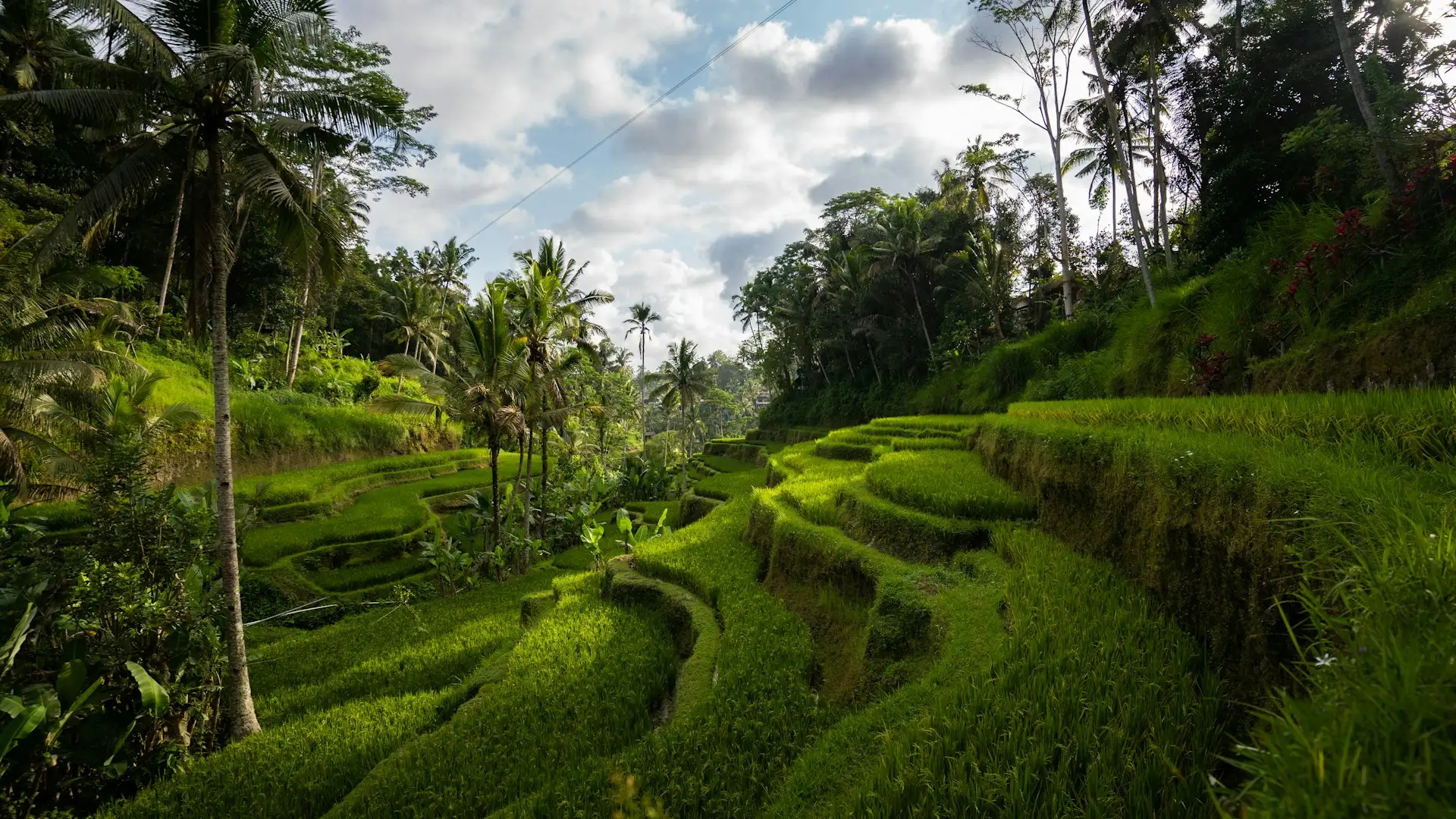 Ubud i Monkey Forest
